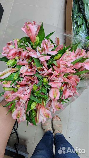 Альстромерия оптом из Краснодара