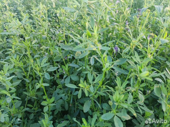 Сено люцерны в тюках