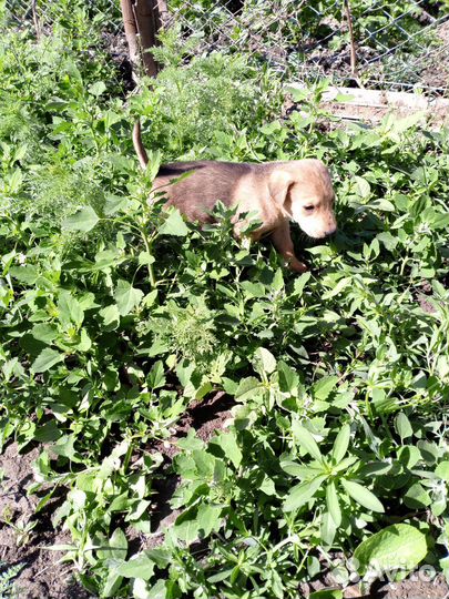 Русские гончие щенки