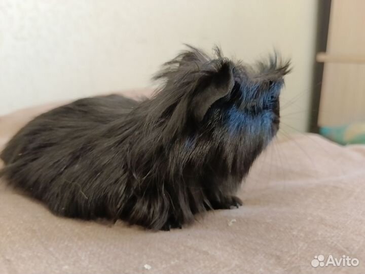 Морские свинки