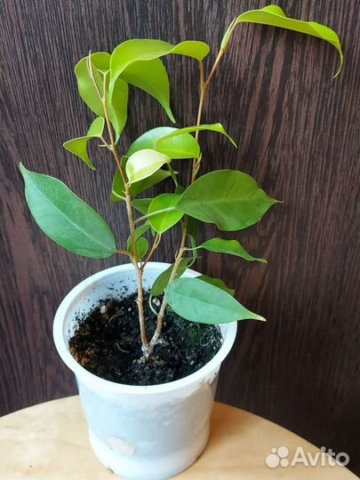 Фикус Бенджамина