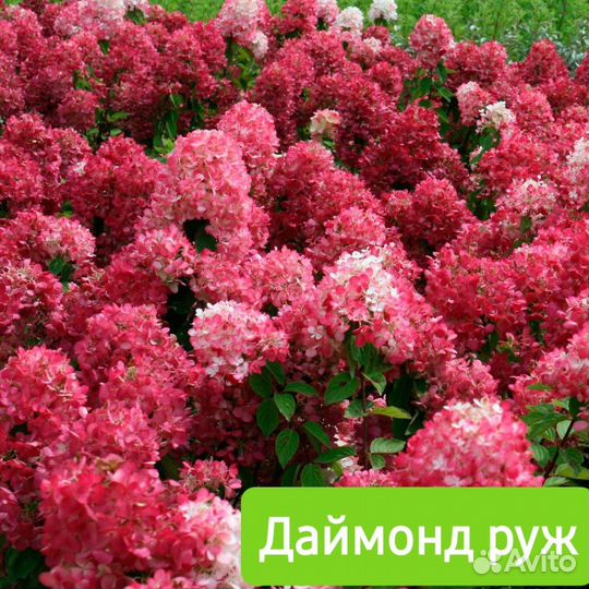Гортензия