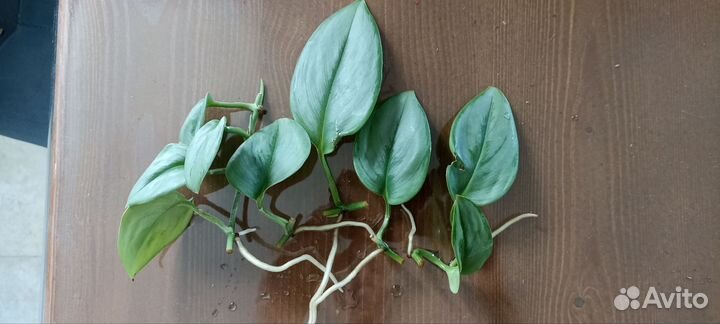 Сциндапсус Сингониум