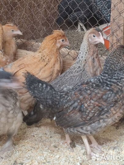 Курица молодка