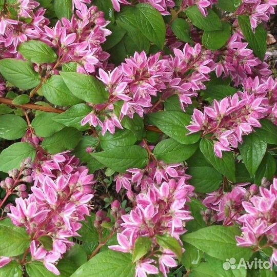 Дейция Турбиллон Руж