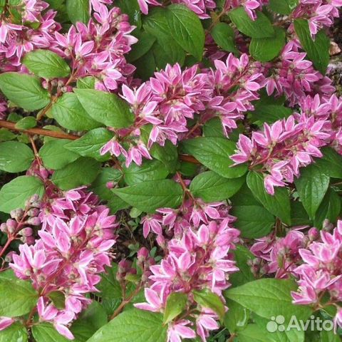 Дейция Турбиллон Руж