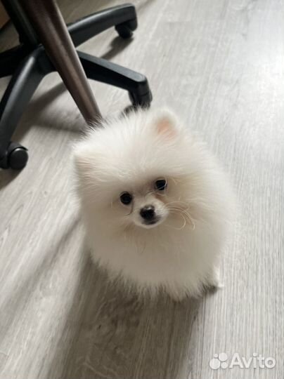Шпиц мальчик белое облачко
