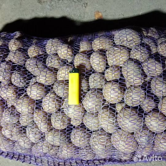 Семенной картофель Гала