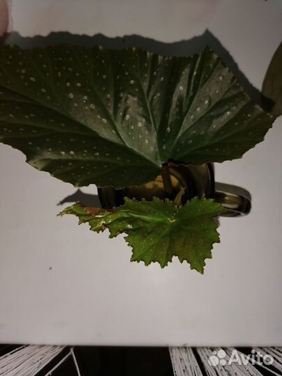 Бегония коралловая