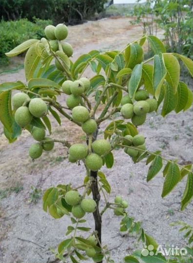 Грецкий орех 