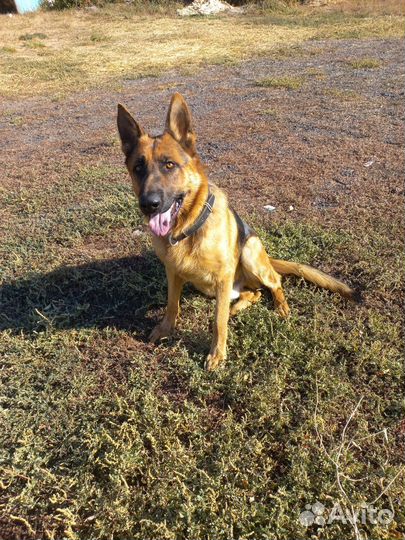 Вязка. Кобель