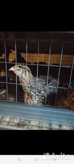 Перепелиное инкубационое яйцо