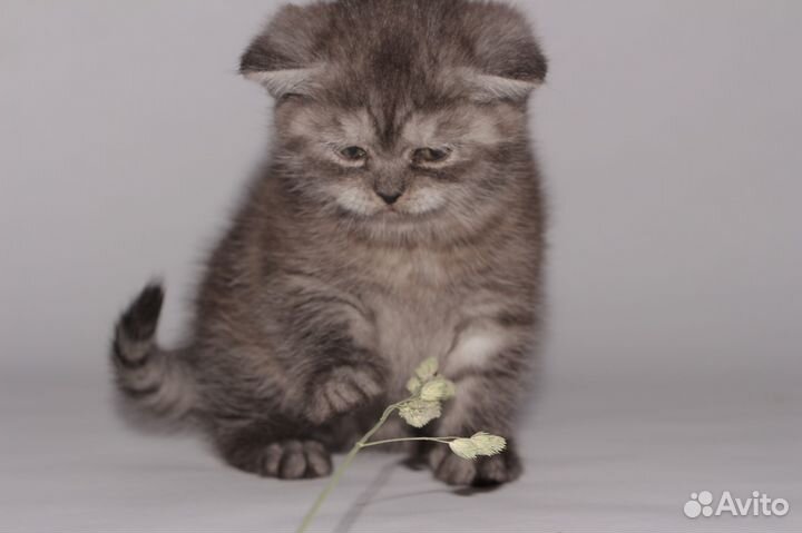 Вязка британца