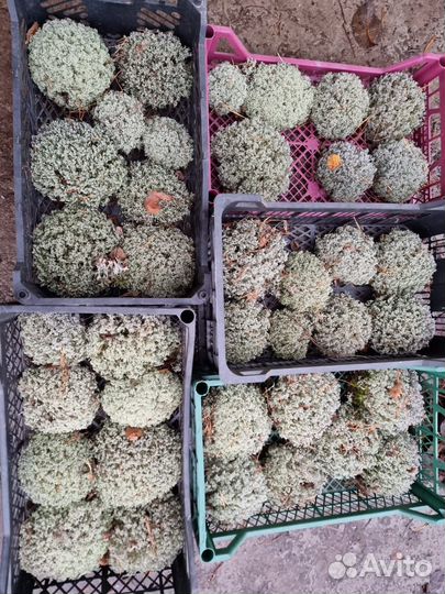 Ягель, кладония, мох