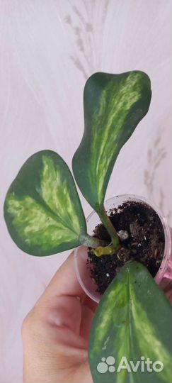 Хойя Нoya Kеrrii Spоrt Сеntrе