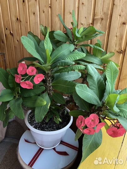 Молочай Миля крупноцветковый