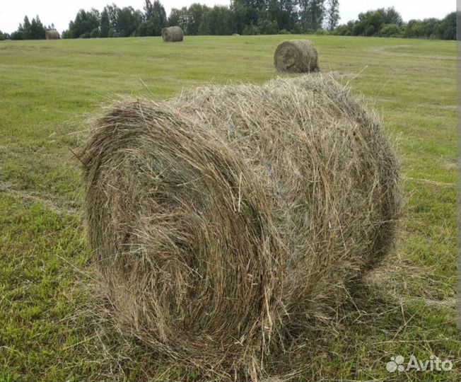 Сено в тюках