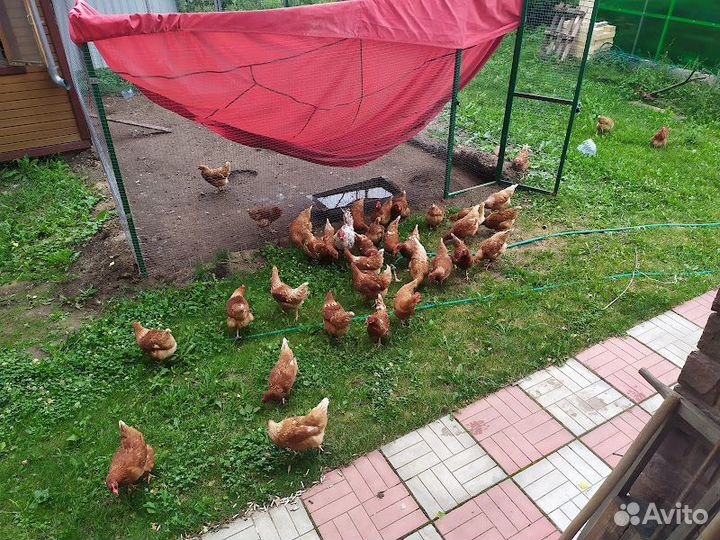 Домашние куриные яйца