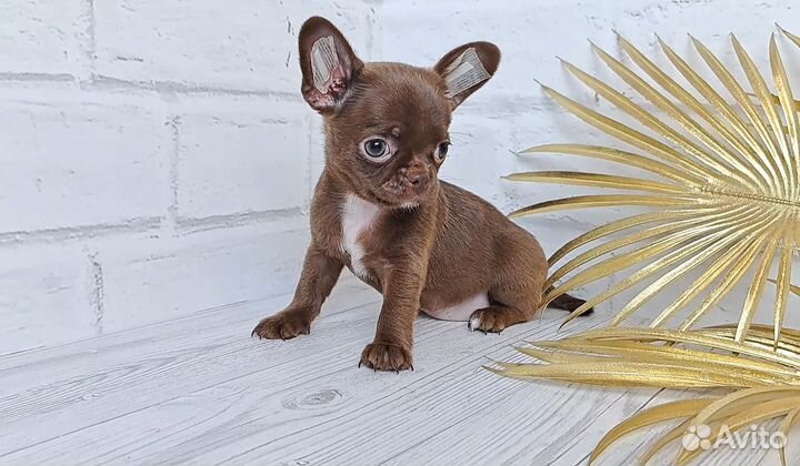 Резерв. Чихуахуа обворожительная девочка