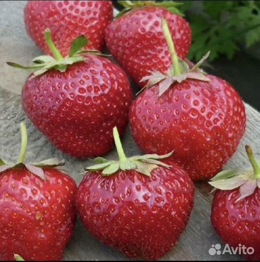 Рассада клубники фриго