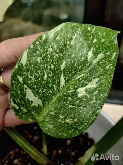 Монстера тайское созвездие