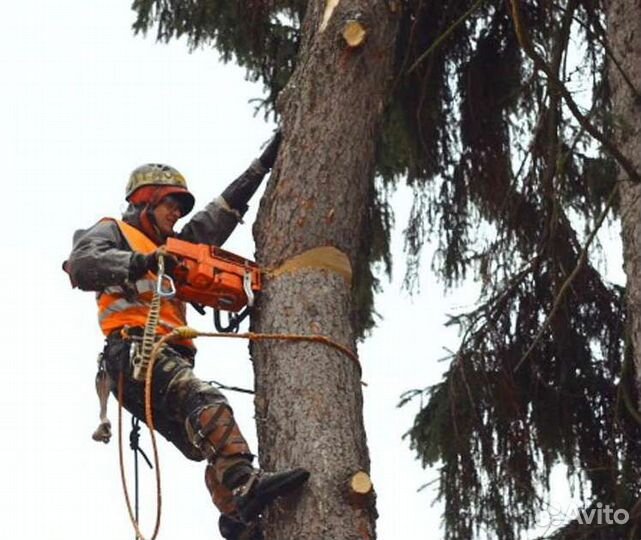 Спил деревьев