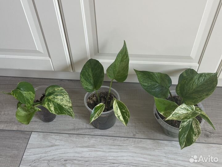 Сциндапсус эпипремнум