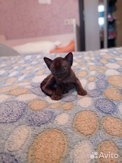 Бурманские котики