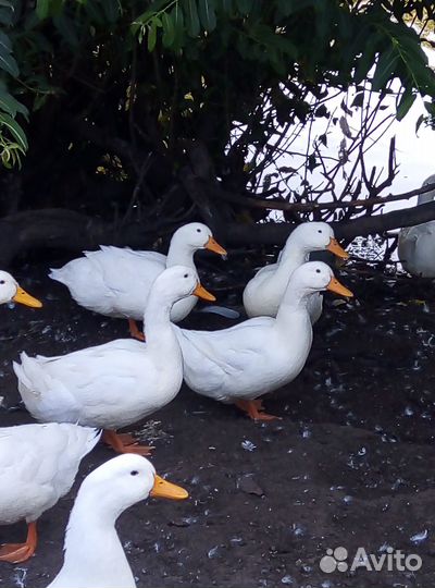 Бройлеры, утки, гуси