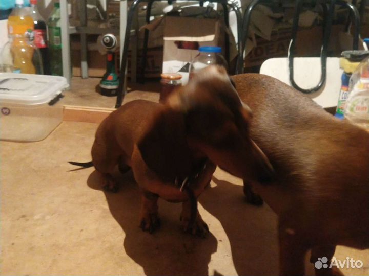 Вязка Такса