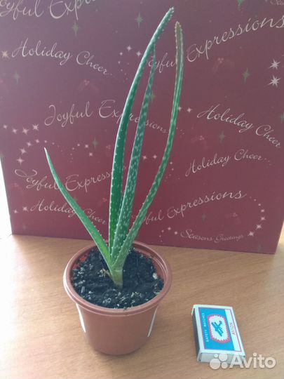 Алоэ вера, продаю, 150руб