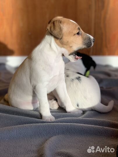 Щенки Парсон рассел терьера