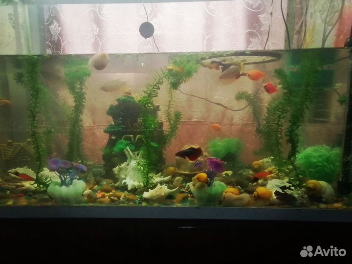 Аквариум с рыбками
