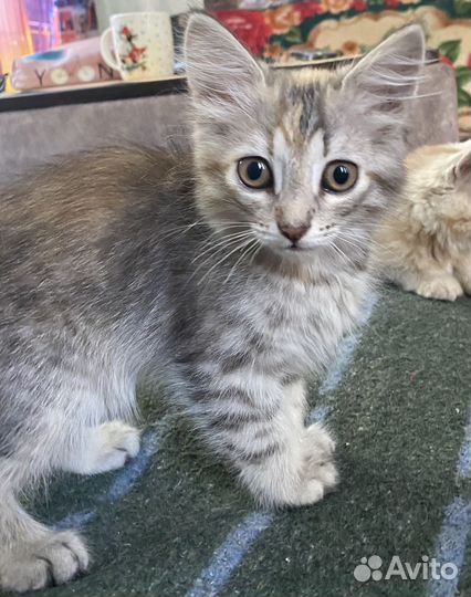 Котята в хорошие руки