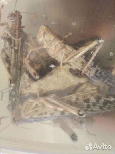 Сверчок,Зофобас,Таракан,Мучник,Кормовые Насекомые