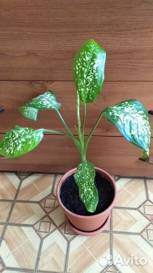 Диффенбахия