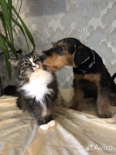 Щенки Эрдельтерьера