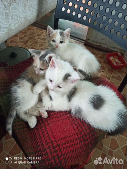 Кошки в добрые руки