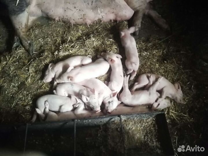 Поросенок ландрас