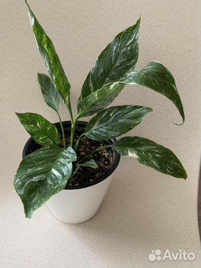 Спатифиллум Пикассо и Джемини