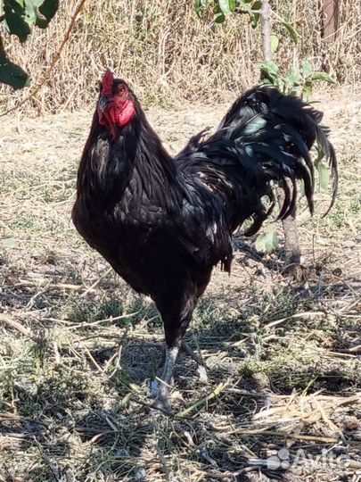 Декоративные куры