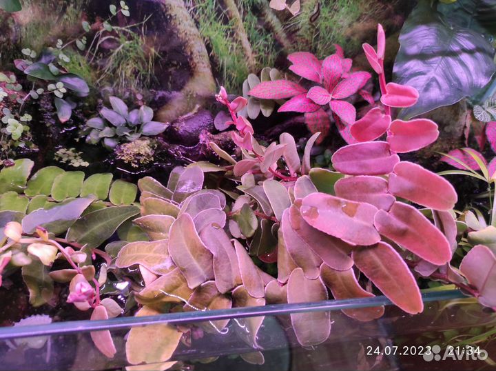 Маркгравия (marcgravia sintenisii)