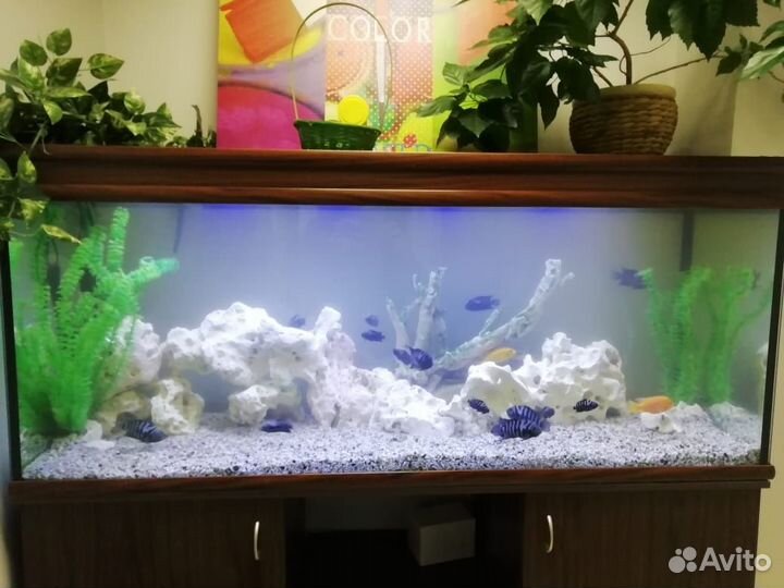 Обслуживание аквариумов