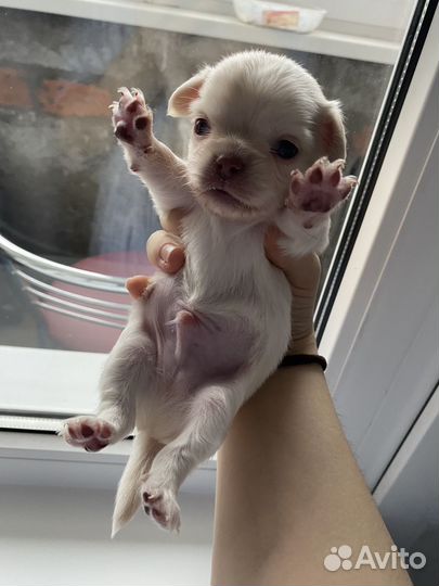 Щенки чихуахуа