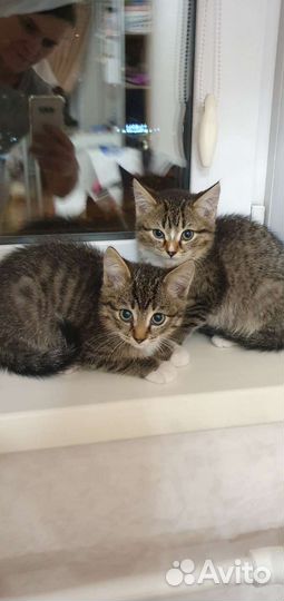 Котик в добрые руки