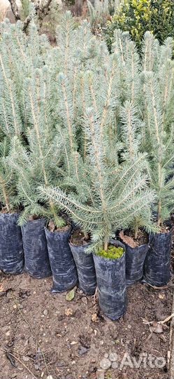 Саженцы ель голубая