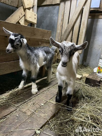 Козлята альпийские