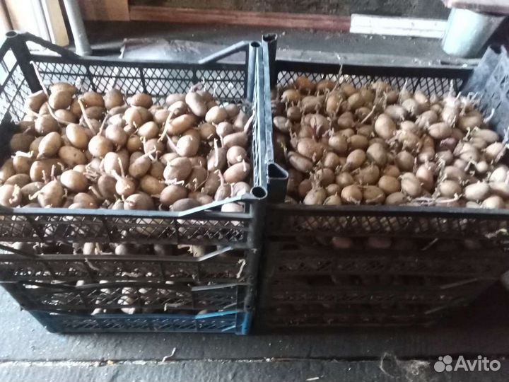 Семенной картофель королева анна