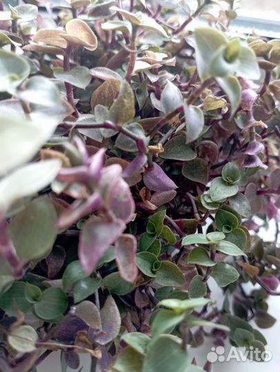 Традесканция