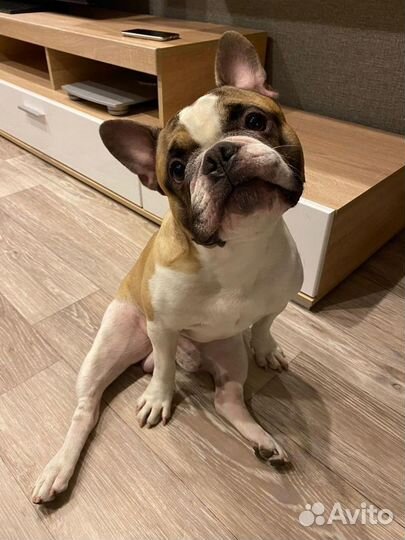 Французский бульдог кобель вязка